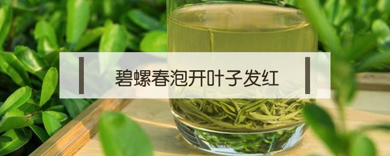 碧螺春泡開葉子發紅