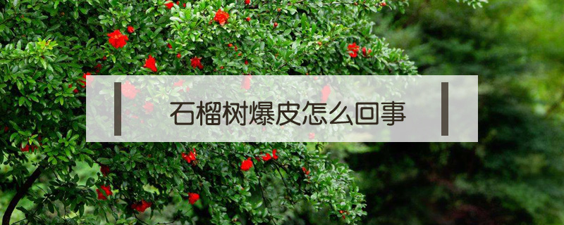 石榴樹爆皮怎么回事
