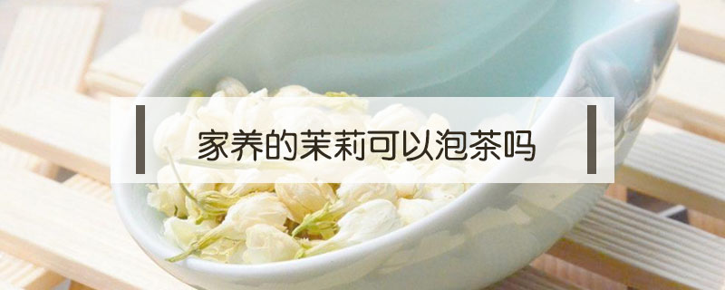 家養的茉莉可以泡茶嗎
