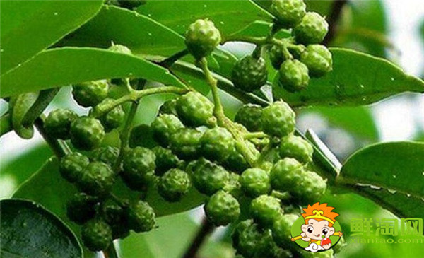 青花椒與藤椒區別，藤椒和青花椒哪個麻