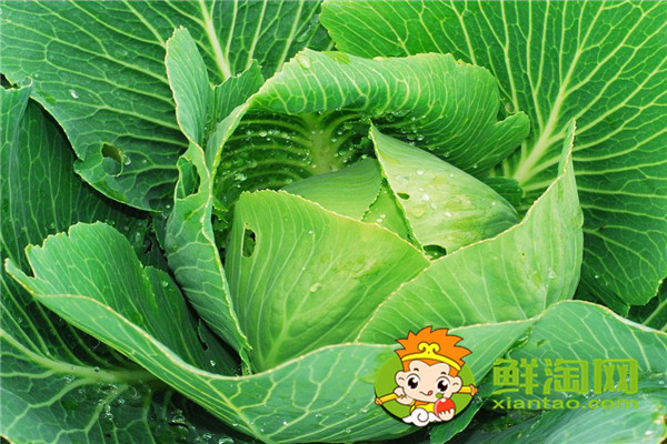 卷心菜是什么時候成熟，卷心萊多少天成熟