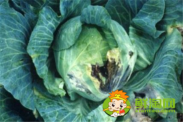 卷心菜上有好多黑點可以吃嗎，卷心萊里面發(fā)黑能吃嗎