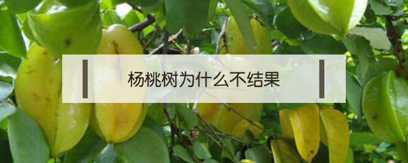 楊桃樹為什么不結(jié)果