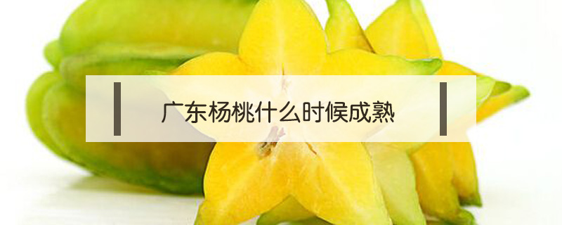 廣東楊桃什么時候成熟