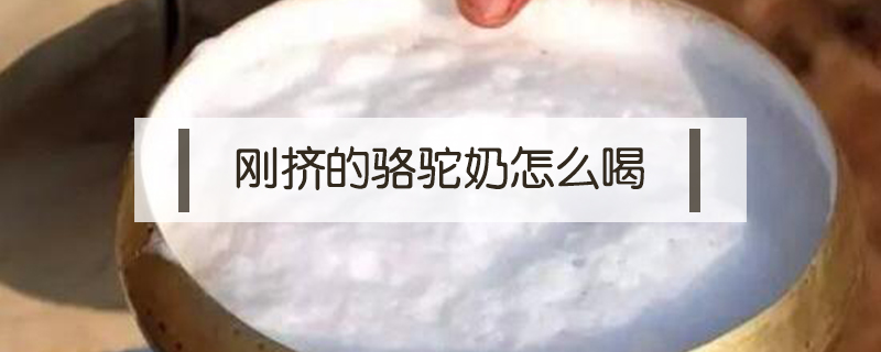 剛擠的駱駝奶怎么喝