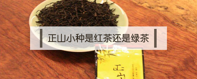 正山小種是紅茶還是綠茶