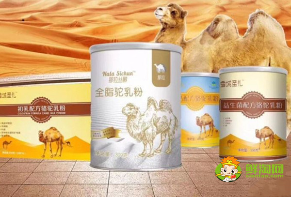 正宗的駱駝奶粉多少錢一斤，哪里能買到正宗的駱駝奶粉