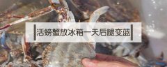 活螃蟹放冰箱一天后腿變藍