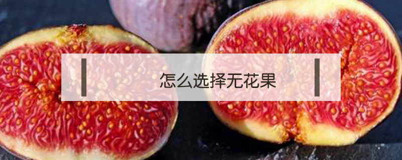 怎么選擇無花果
