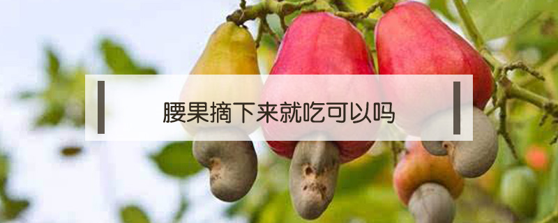 腰果摘下來就吃可以嗎