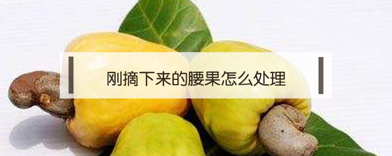 剛摘下來的腰果怎么處理