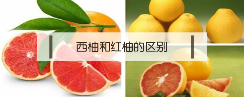 西柚和紅柚的區(qū)別