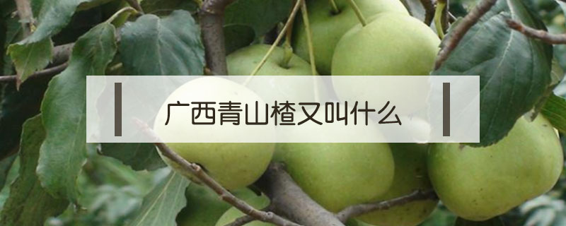廣西青山楂又叫什么