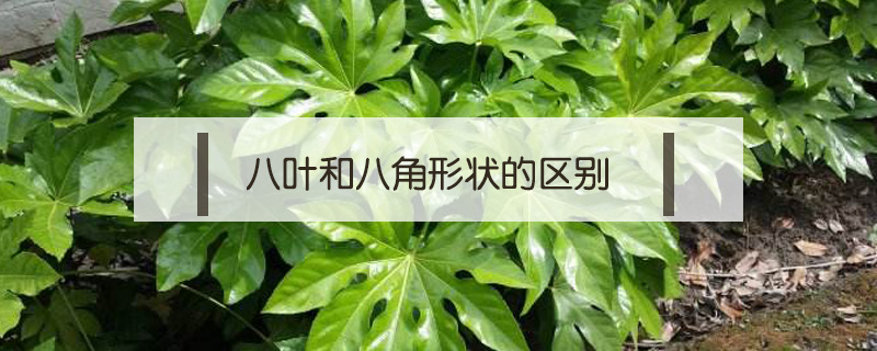 八葉和八角形狀的區(qū)別