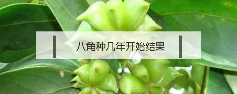 八角種幾年開始結果