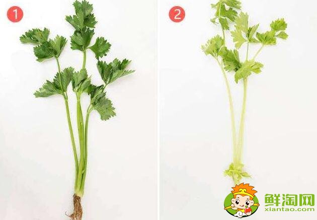 芹菜怎么處理比較脆，芹菜怎么處理沒有筋