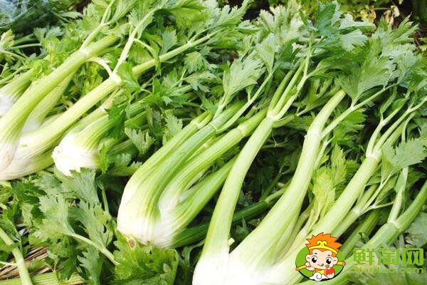 芹菜放冰箱軟了還能吃嗎，熟芹菜放冰箱能放幾天