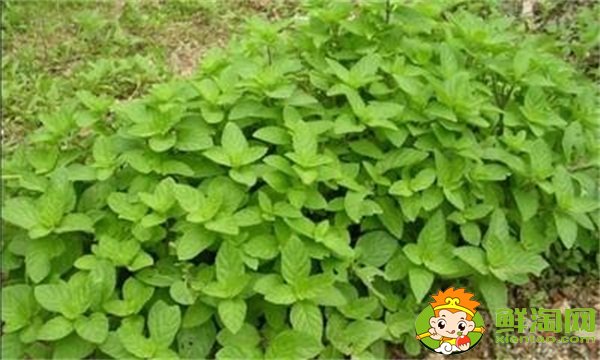 大葉香菜和小葉香菜的區別，大葉十香菜和小葉十香菜哪種好