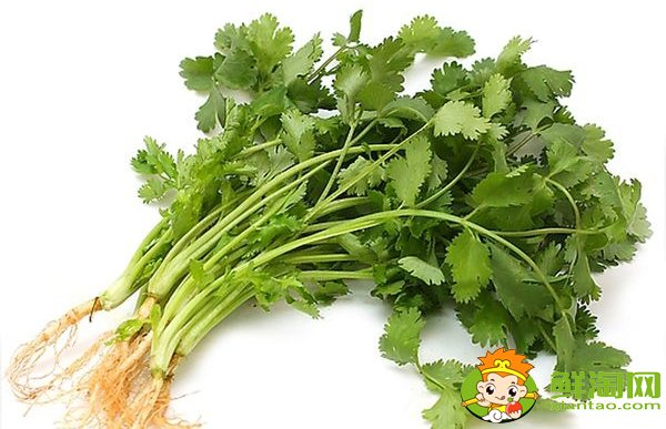 大葉香菜和小葉香菜的區別，大葉十香菜和小葉十香菜哪種好