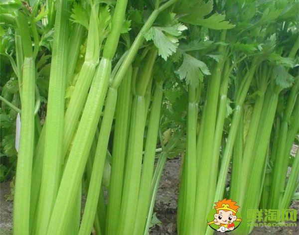 山東芹菜產(chǎn)地哪里有名，西芹哪里產(chǎn)的最好