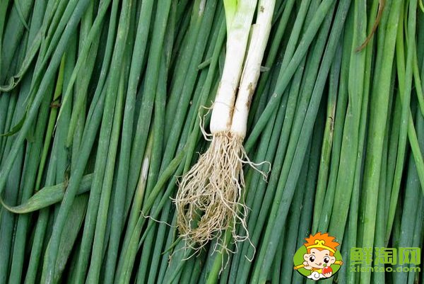 菠菜根色是什么顏色，蔥和菠菜的根有什么不同