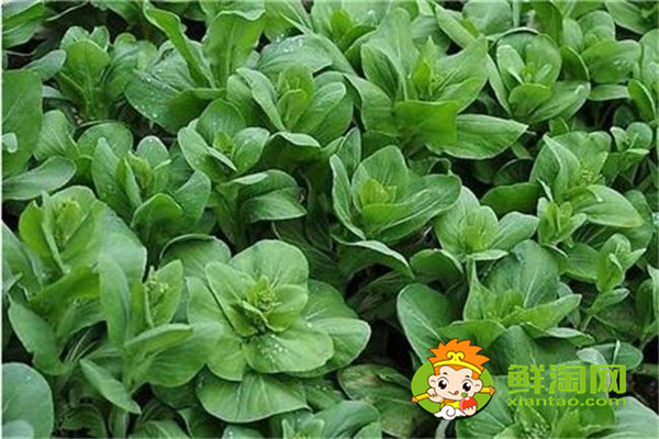 青菜為什么要用開水焯，很多人做錯了難怪差點鮮味