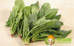 菠菜一定要吃熟的嗎，菠菜未熟吃了會怎么樣