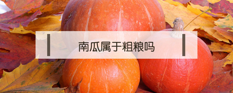 南瓜屬于粗糧嗎