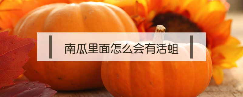 南瓜里面怎么會(huì)有活蛆