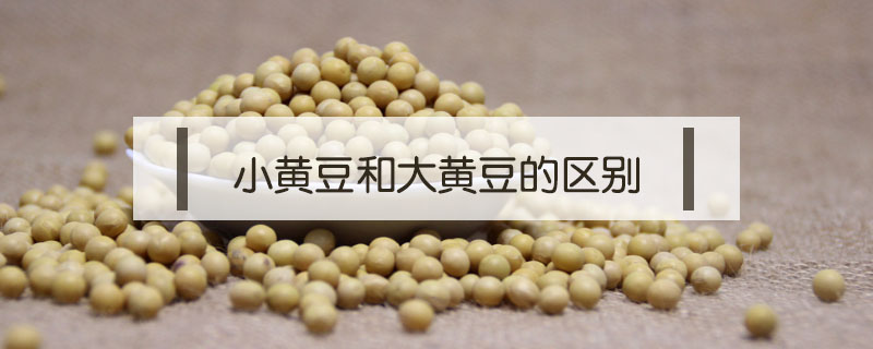 小黃豆和大黃豆的區別