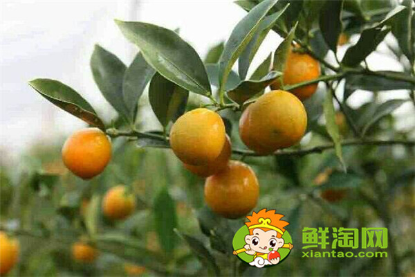 目前常見的柑橘品種有那些，最受歡迎的柑橘品種是什么