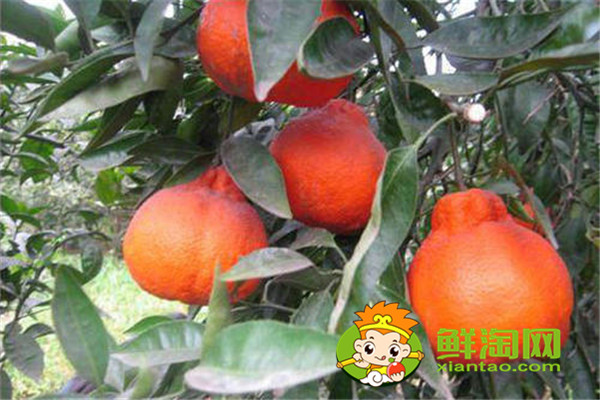 目前常見的柑橘品種有那些，最受歡迎的柑橘品種是什么