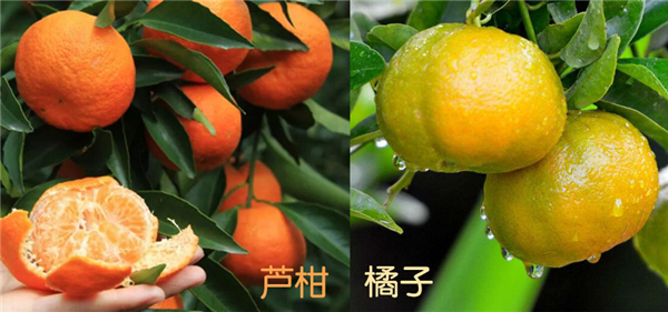 蘆柑是什么樣子的圖片，蘆柑是什么，蘆柑和橘子的區(qū)別