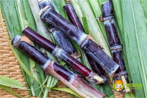 黑皮甘蔗是涼性還是熱性，黑皮甘蔗偏涼不適合體內虛寒的人吃