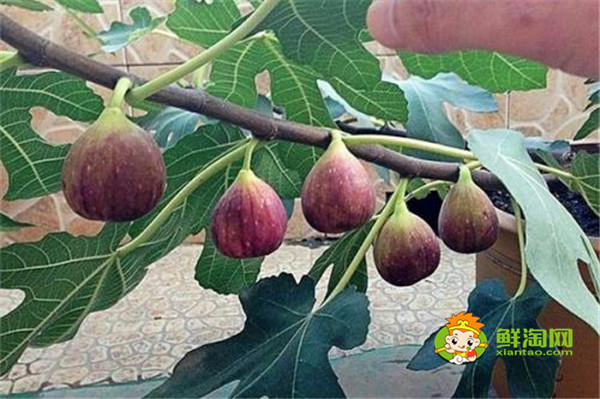 無花果怎么治痔瘡，無花果吃多了有什么壞處