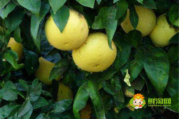 葡萄柚的產(chǎn)地在哪里,野生葡萄柚原產(chǎn)于中美洲