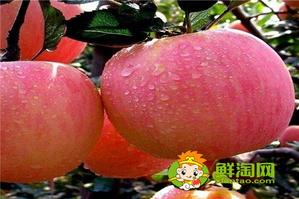 新紅星蘋果幾月成熟,紅星蘋果和紅富士蘋果哪個(gè)好
