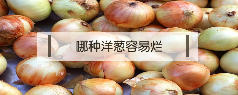 哪種洋蔥容易爛