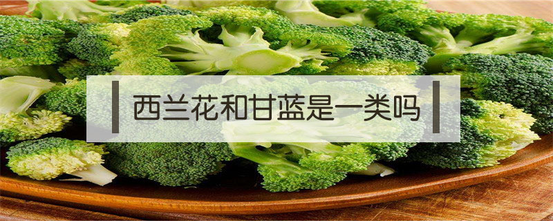 西藍花和甘藍是一類嗎