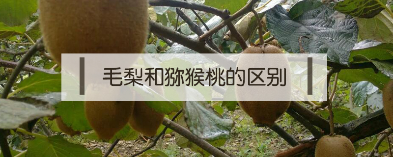 毛梨和獼猴桃的區(qū)別