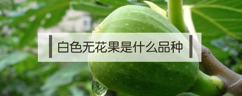 白色無花果是什么品種