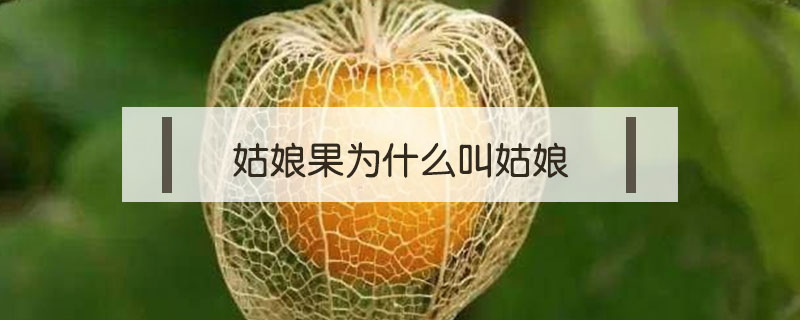 姑娘果為什么叫姑娘