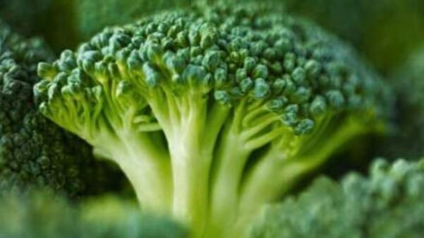 西藍花和甘藍是一類嗎