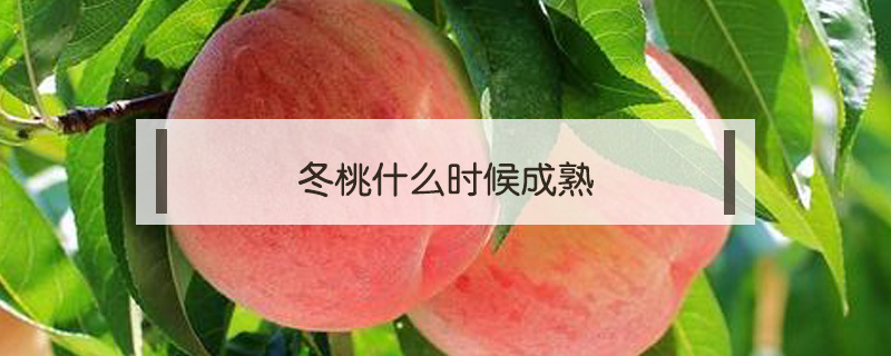 冬桃什么時候成熟
