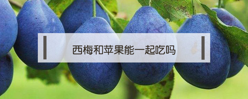 西梅和蘋果能一起吃嗎