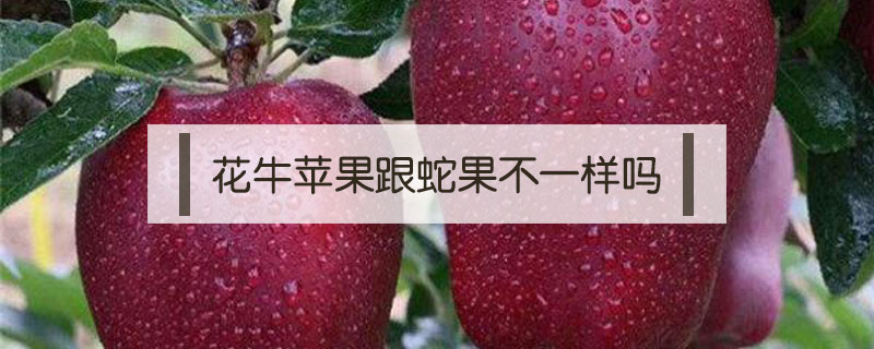 花牛蘋果跟蛇果不一樣嗎