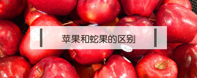 蘋果和蛇果的區別