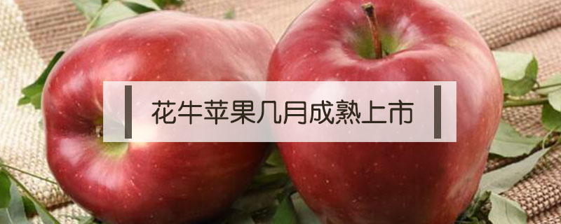 花牛蘋果幾月成熟上市