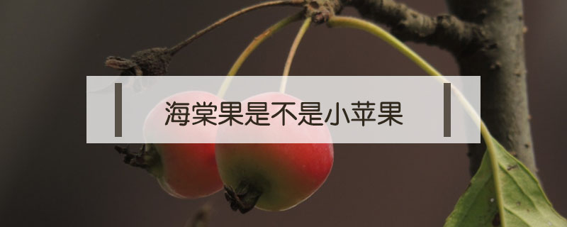 海棠果是不是小蘋果