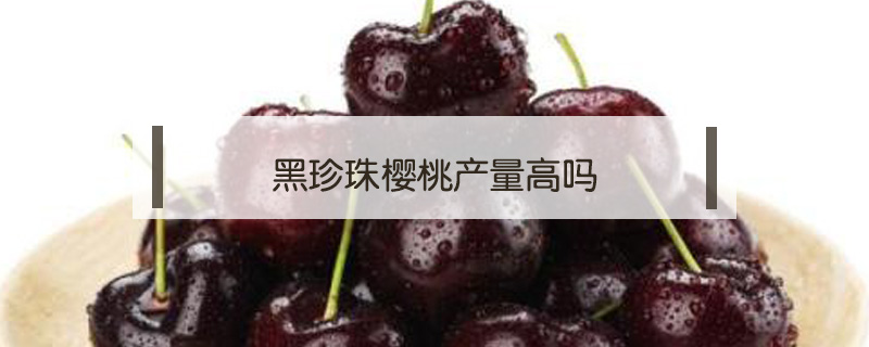 黑珍珠櫻桃產量高嗎